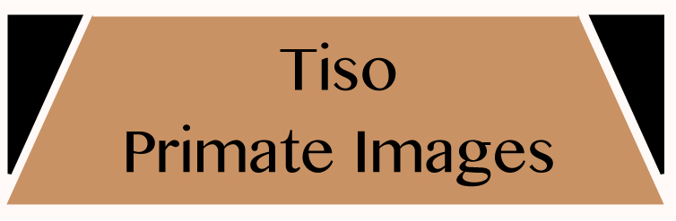 TISO PRIMATE IMAGES