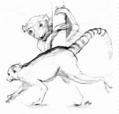 Lemur Drawing